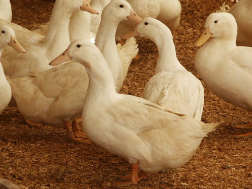 Daging Bebek from Uganda